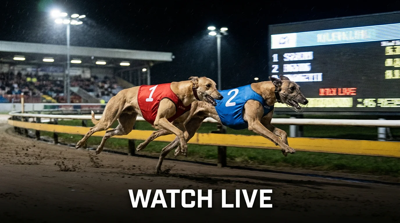 Greyhound racing live on screen — two greyhounds sprinting on a floodlit UK track at night